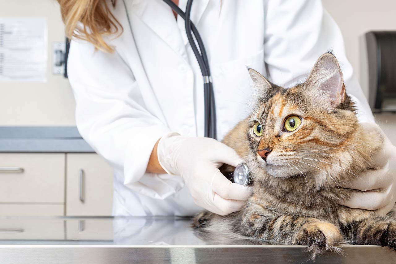 New trends in veterinary stem cell therapy - Alcimed